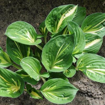 Hosta 'Clifford's Stingray'